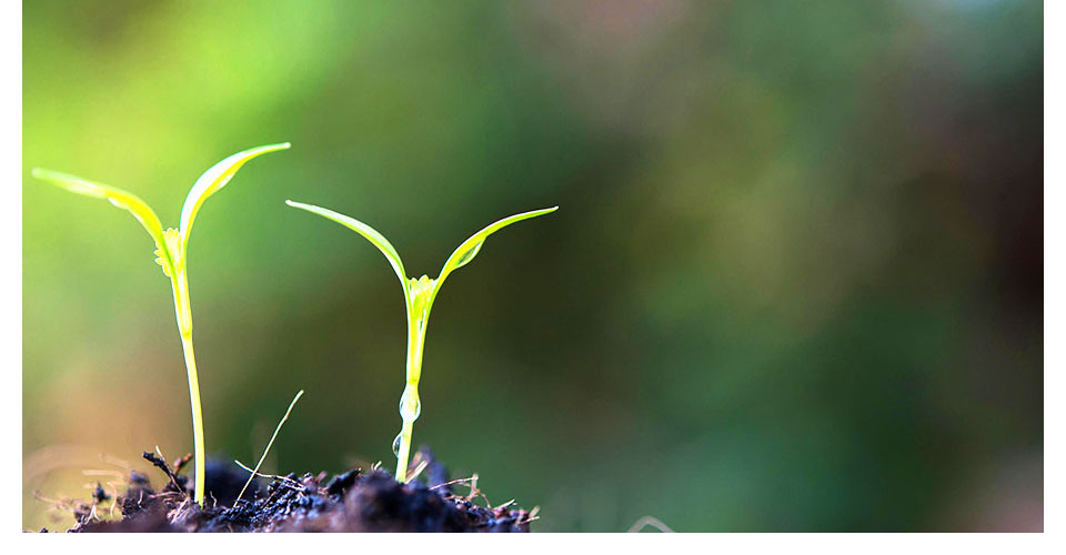 不妊症に対する鍼灸治療について