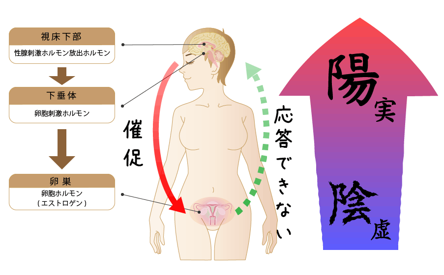 更年期障害と女性ホルモン