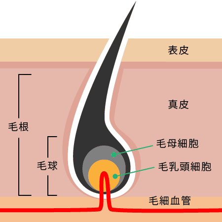 薄毛に関わる髪の毛の構造